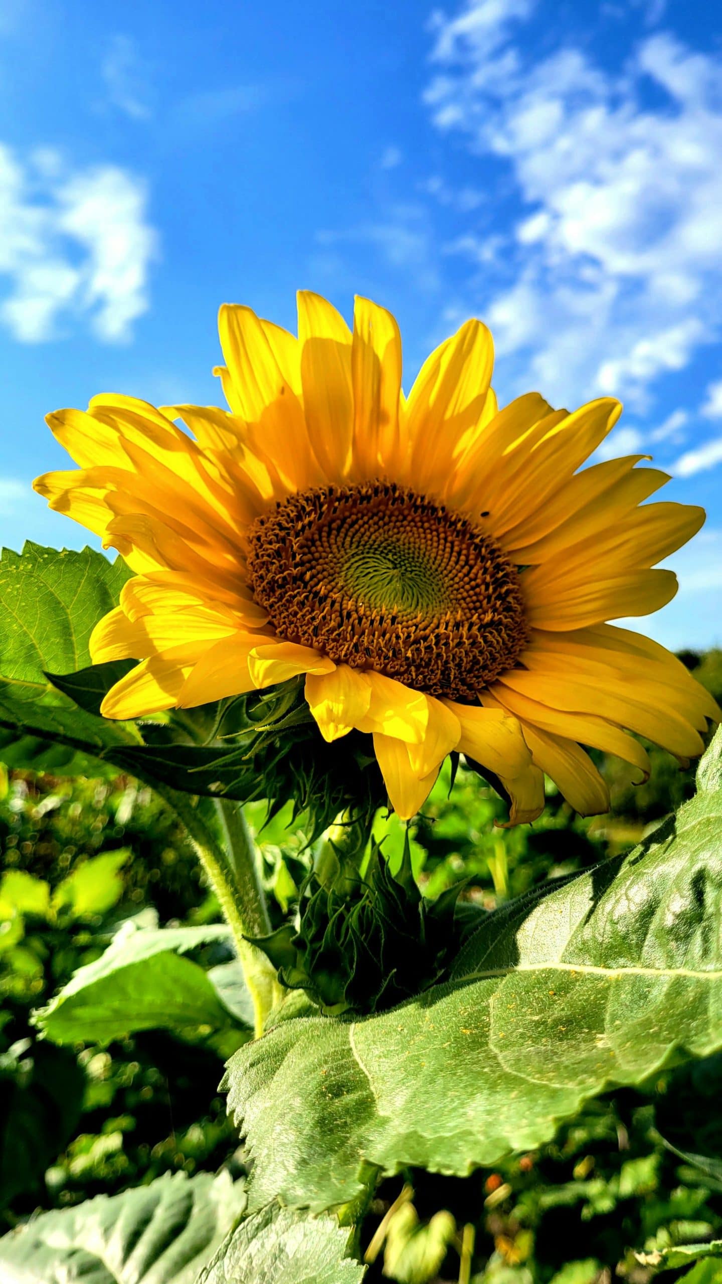 Una flor amarilla, una de las frases de hipnosis regresiva QHHT en Colombia